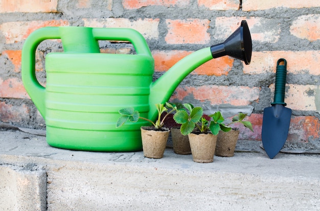 Aardbeienplanten met tuingereedschap.