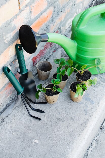 Aardbeienplanten met tuingereedschap.