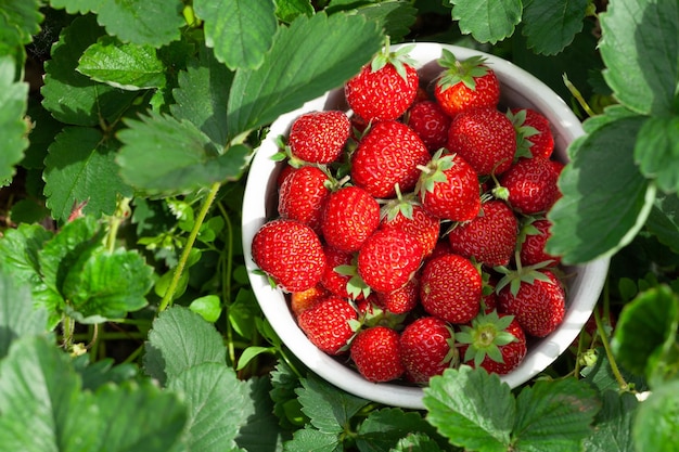 Aardbeienschaal in aardbeientuin