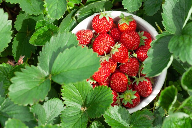 Aardbeienschaal in aardbeientuinbed