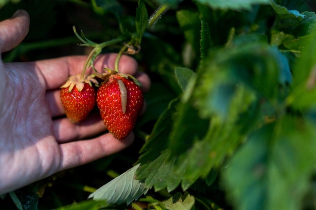 Aardbeienslakken nachtelijk tuinongedierte tuinieren en oogsten