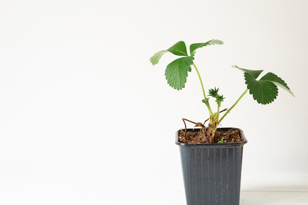 Aardbeienzaailingen in zwarte glazen op tafel op een grijze achtergrond Voorbereiding voor het planten van groeiende natuurlijke bessen in de tuin