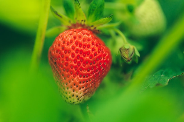 Aardbeigebied in ochtend dichte omhooggaand, geen persoon