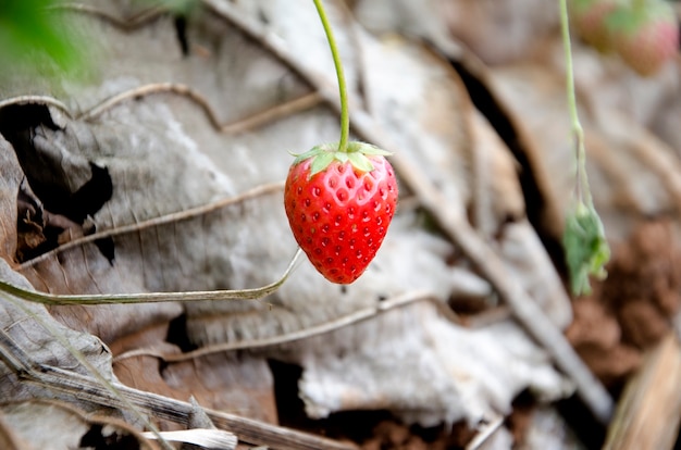 Aardbeigebied op de berg