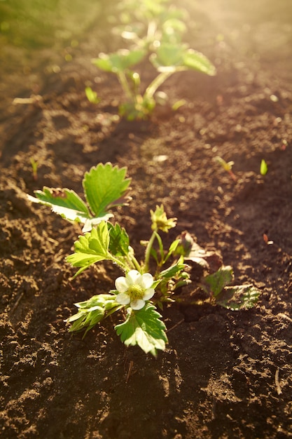 Aardbeistruik in de tuin