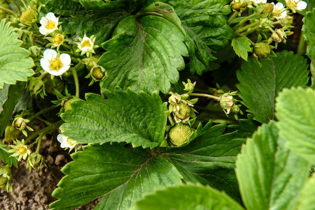 Aardbeistruik met groene bladeren en rode bessen op een moestuin