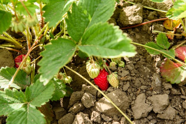 Aardbeistruik met groene bladeren en rode bessen op een moestuin