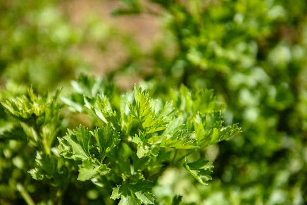 Aardbeistruik met groene bladeren en rode bessen op een moestuin