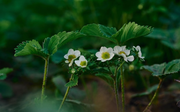 Aardbeistruik met groene bladeren en witte bloemen in moestuinfruitteelt