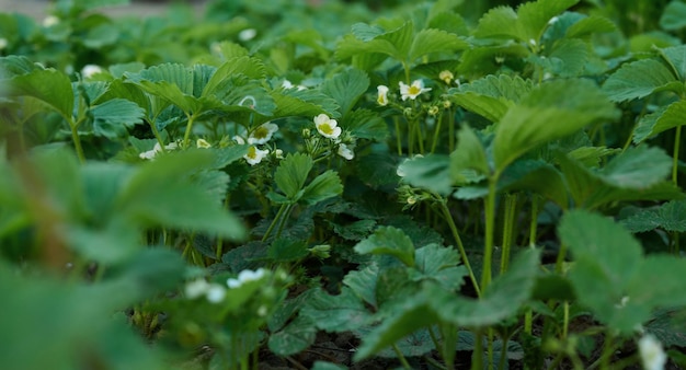 Aardbeistruik met groene bladeren en witte bloemen in moestuinfruitteelt