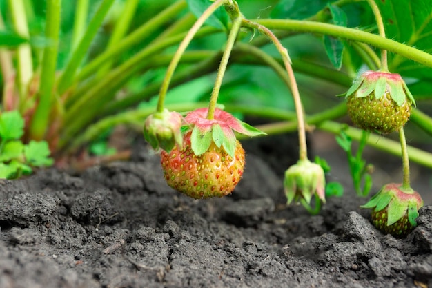 Aardbeistruik water geven