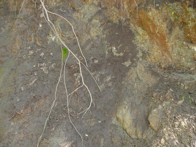 Aardheuvel en uitstekende plantenwortels Achtergrond van aarde en planten Ingestorte grond aarden helling