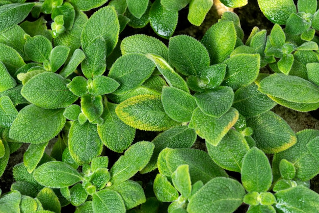 Aardinstallatie en bladerenachtergrond