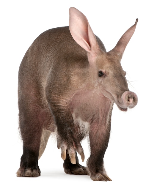 Aardvark, Orycteropus на белом изолированные