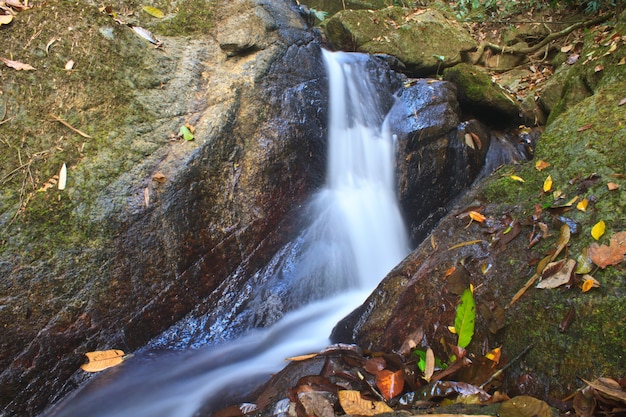 Aardwaterval in diep bos