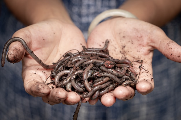 Aardworm op vrouwenhand