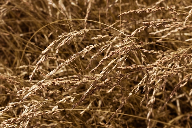 Aartjes droog grasveld met aartjes van tarwe