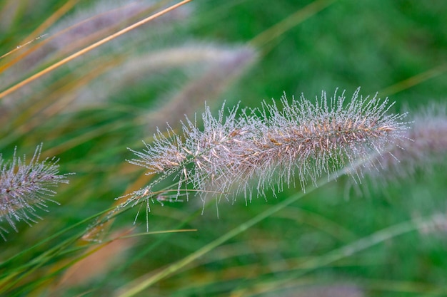 Aartjes in de dauw tegen de achtergrond van groen gras. Detailopname