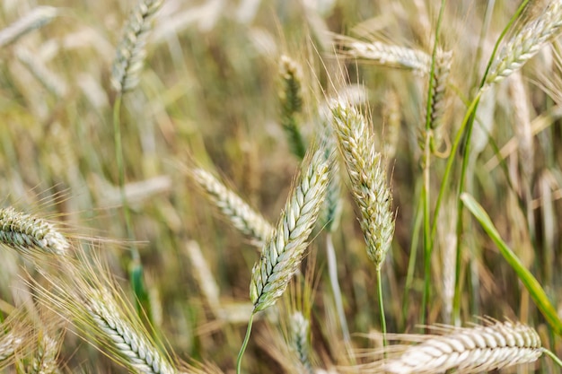 Aartjes in een tarweveld. Detailopname. Nieuwe oogst. Agrarische industrie. Brood laten groeien. Granen.