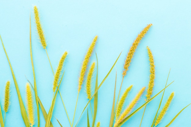 Aartjes van gras op een blauw