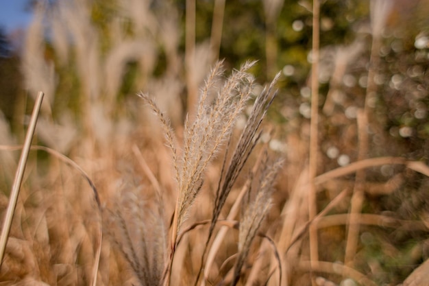 Aartjes van tarwe in een veld close-up