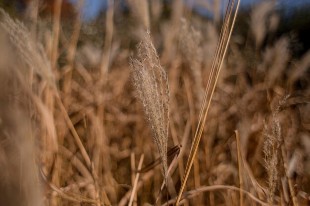 Aartjes van tarwe in een veld close-up