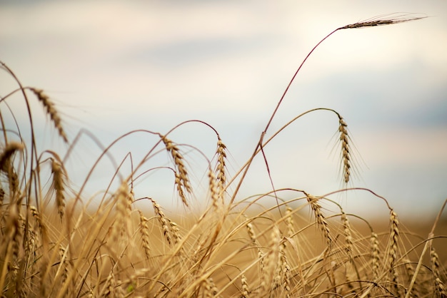 Aartjes van tarwe in een veld tegen de hemel