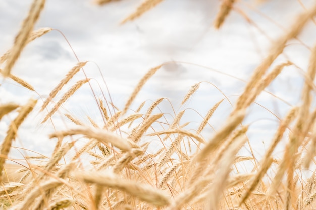 Aartjes van tarwe op een veld op een boerderij tegen de achtergrond van een blauwe hemel