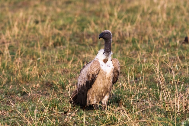 Aaseters van savanne. Masai Mara, Kenia