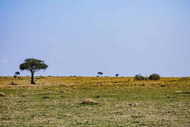 Foto aasvogels dieren dieren zoogdieren savanna grassland maasai mara nationaal wildreservaat park narok