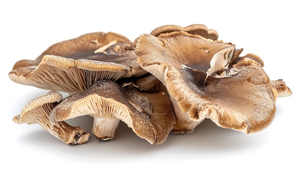 Abalone mushrooms on isolated white background