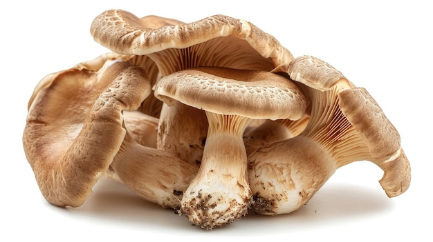 Abalone mushrooms on isolated white background