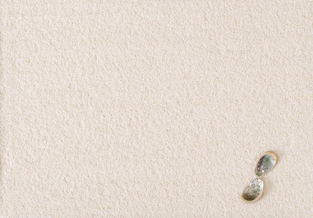 Abalone shells on sand surface