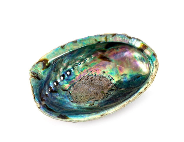 Abalone in studio