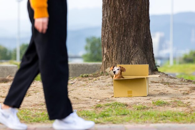 Foto cane abbandonato in cerca di adozione