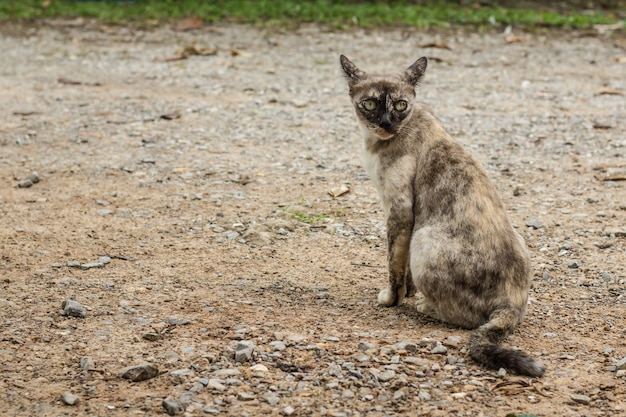 Abandoned แat sitting on the ground. Homeless kitten.