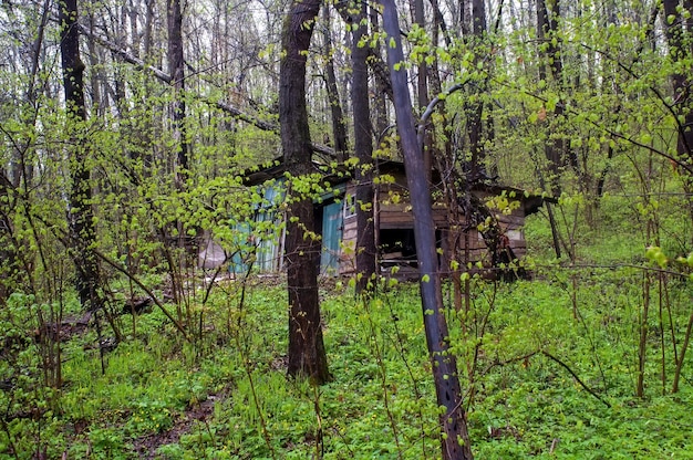 Abandoned barn in the woods, in spring