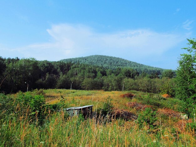 Abandoned building in the thickets against the backdrop and a towering mountain