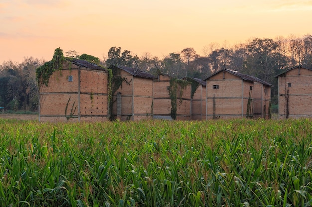 Заброшенные здания на кукурузном поле