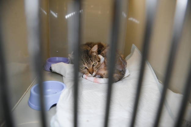 Abandoned cat in cage Pet adoption Tabby cat in animal shelter