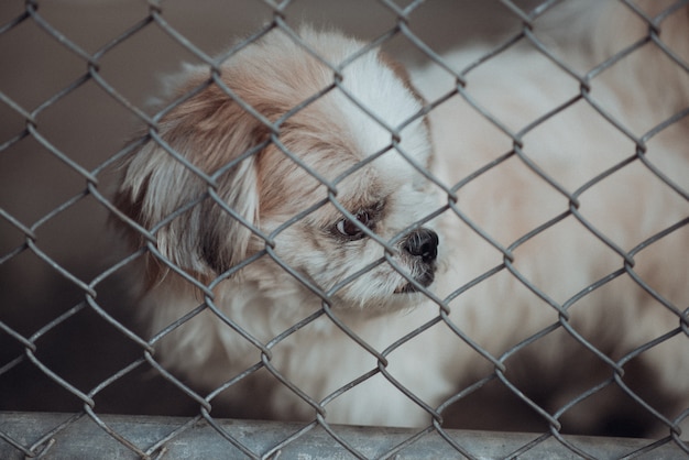 Abandoned dog locked in a cage