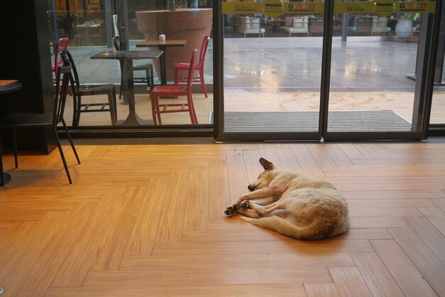 Abandoned dog lying on the ground