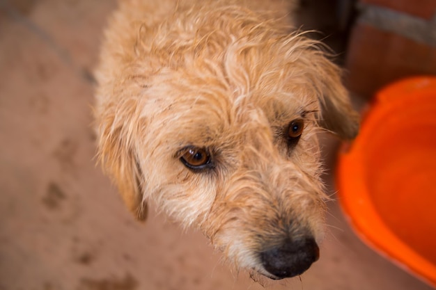 Abandoned dogs in an animal shelter waiting for adoption