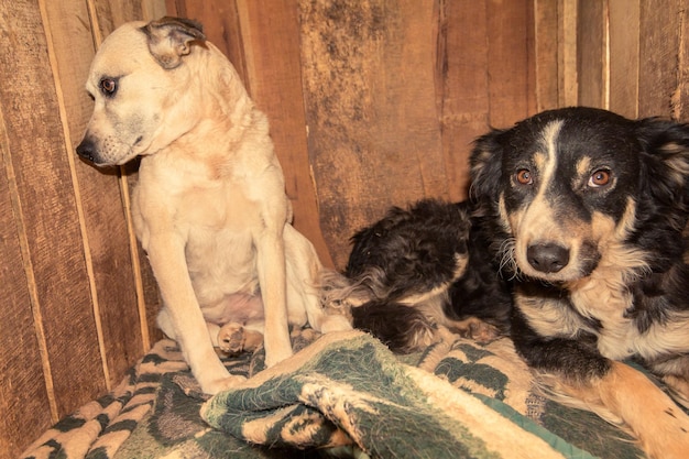 養子縁組を待っている動物保護施設に捨てられた犬