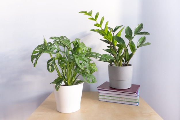 Abandoned dying houseplant with hanging dry leaves in a pot on a blue table