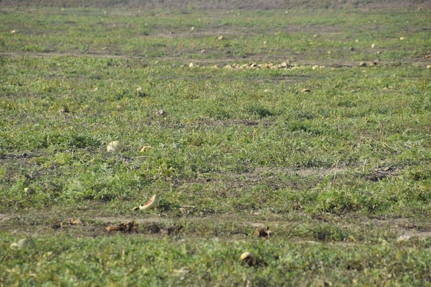 An abandoned field of watermelons and melons Rotten watermelons Remains of the harvest of melons Rotting vegetables on the field