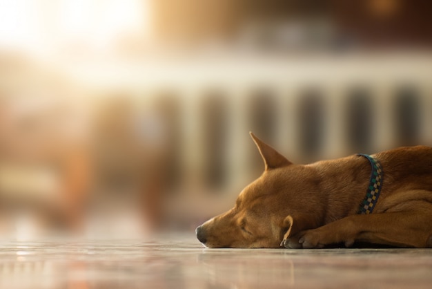 光で床に寝ている放棄されたホームレスの犬