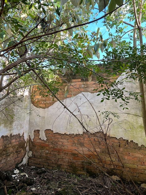 Abandoned house on a farm in Brazil Broken windows with soybean plantation background