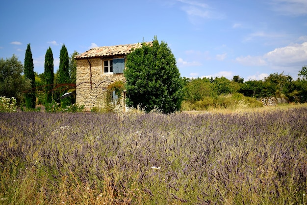 Foto casa abbandonata sul campo dagli alberi contro il cielo