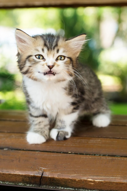 捨てられた子猫がベンチに座って哀れな顔をしている